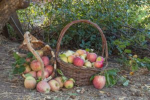 Two baskets of natural organic ripe red heirloom delicious organic apples in late afternoon autumn light, 